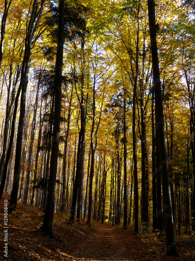 Path in Czech landscape in autumn. Path in Czech landscape in autumn.