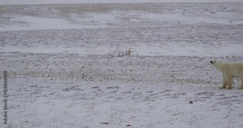 Polar bear and cub walk across empty landscape Polar bear and cub walk across empty landscape
