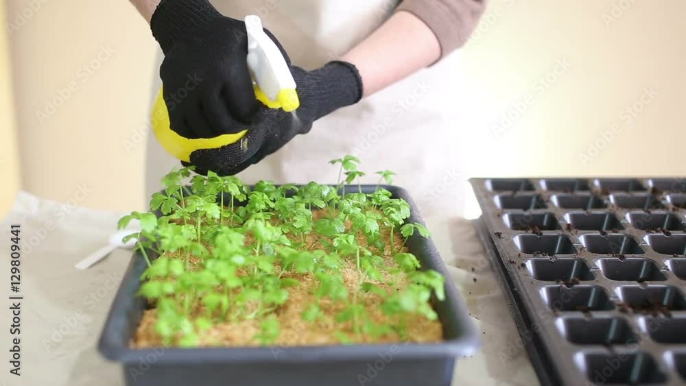 Gardener waters celeriac seedlings before transplanting into individual