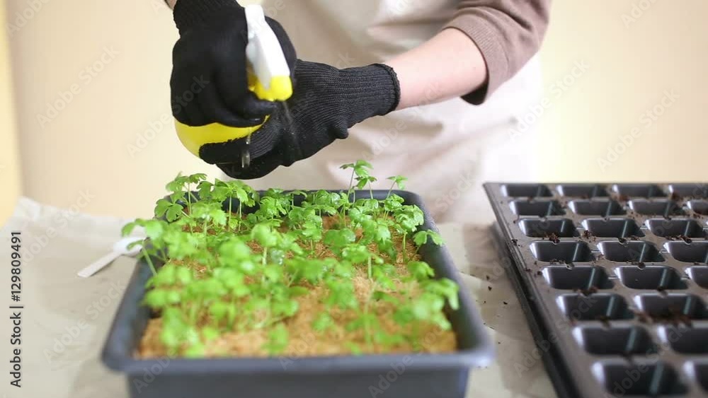 Gardener waters celeriac seedlings before transplanting into individual