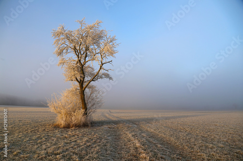 Frosty morning