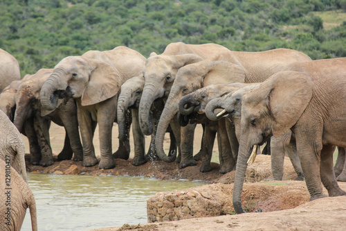 Photography elephants in a row