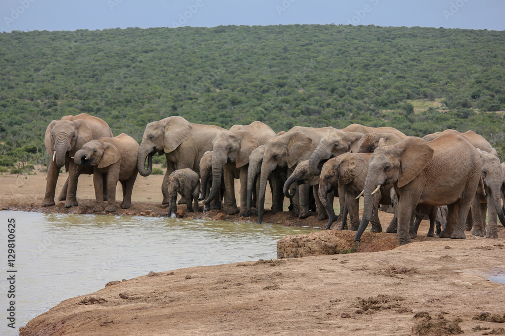 Obraz premium waterhole elephants