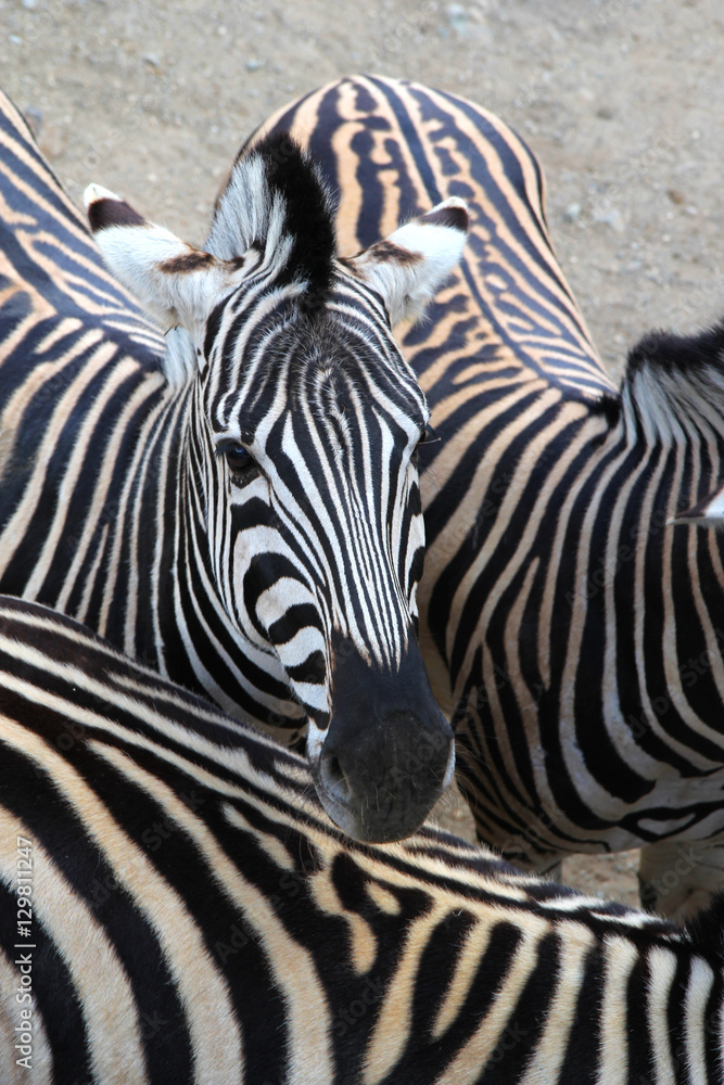 Fototapeta premium Cute zebra among its friends
