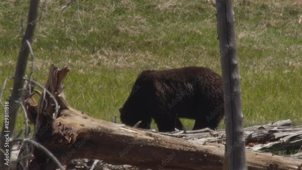 Grizzly behind dead trees feeds on sunny meadow grass Grizzly behind dead trees feeds on sunny meadow grass