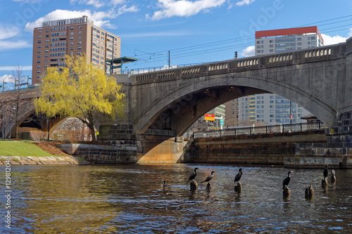 Black Gannets at Charles River and Lechmere Viaduct in Boston