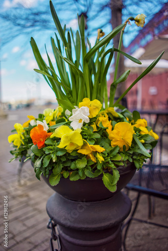 Flowerpot with pansies on the streets of Boston