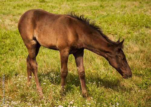 Young Horse © Pete