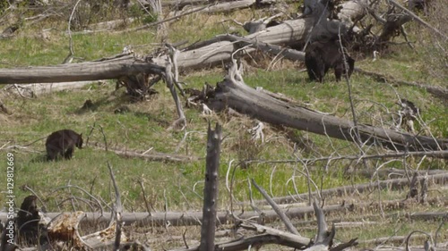 Black bear walks toward its mother on sunny day in Yellowstone photo