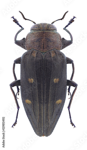 Beetle Chrysobottris affinis tremulae on a white background photo