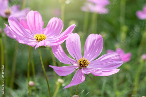 flower close up nature