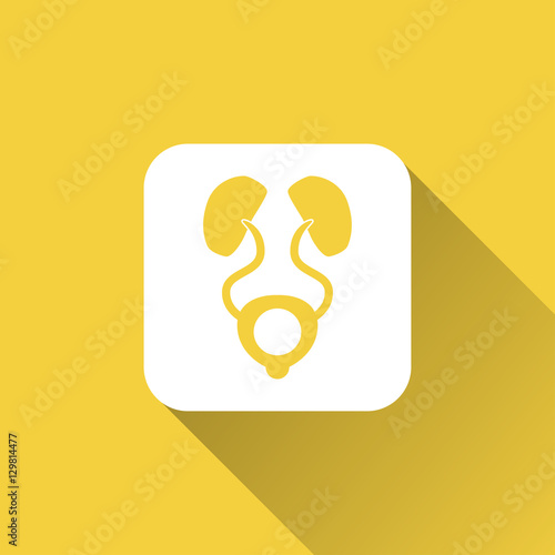 kidneys icon design