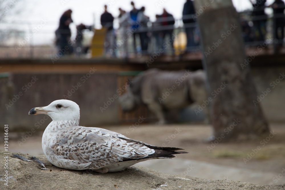 Seagull Seagull