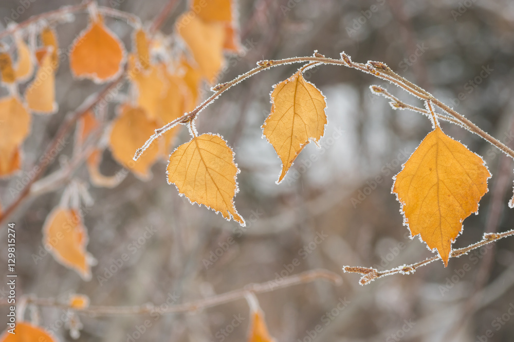 Autumnal foliage on tree branch under first hoar Autumnal foliage on tree branch under first hoar