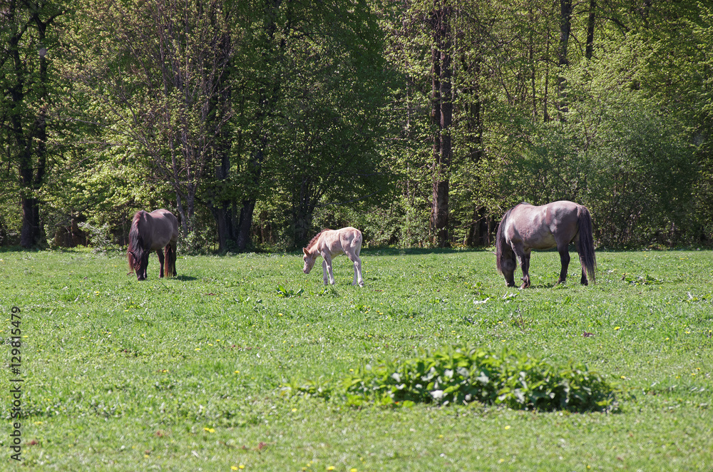 Herd of horses in Bialowieza National Park in Poland Herd of horses in Bialowieza National Park in Poland
