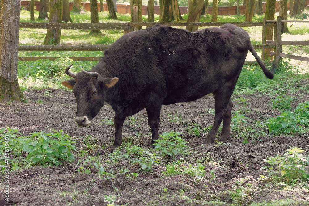 Hybrid of cow and bison at Bialowieza National Park Hybrid of cow and bison at Bialowieza National Park