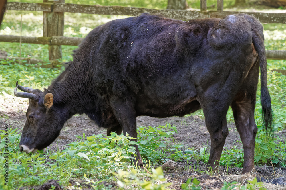 Hybrid of cow and bison in Bialowieza National Park Hybrid of cow and bison in Bialowieza National Park