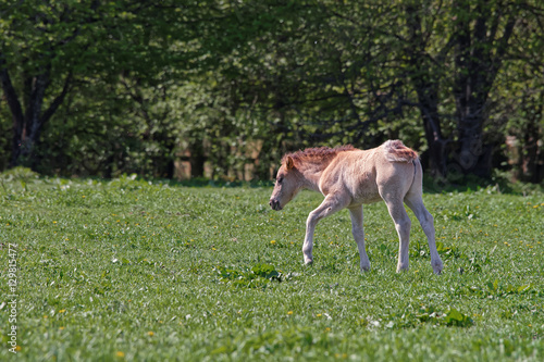 Horse colt in Bialowieza National Park in Poland