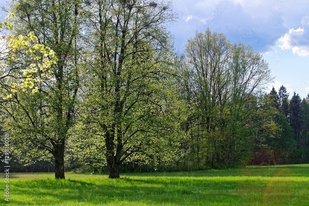 Trees in Bialowieza National Park in Poland Trees in Bialowieza National Park in Poland