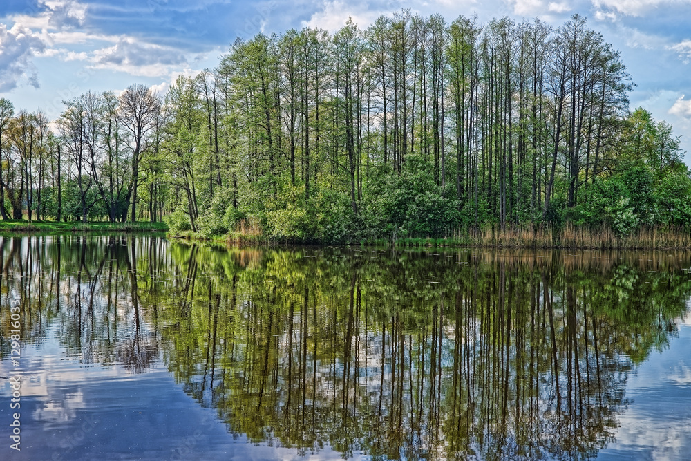 Trees reflected at pond in Bialowieza National Park in Poland