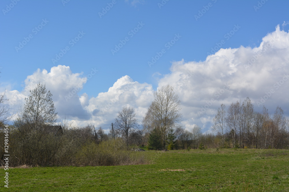 beautiful spring landscape: field with green grass and trees on a background of blue sky with white clouds, nature, wallpaper