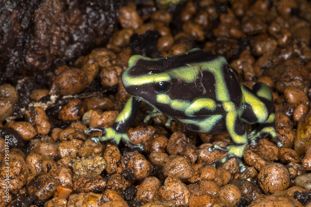 Obraz premium Green-and-black poison dart frog, Dendrobates auratus lives in tropical rain forests in Central America