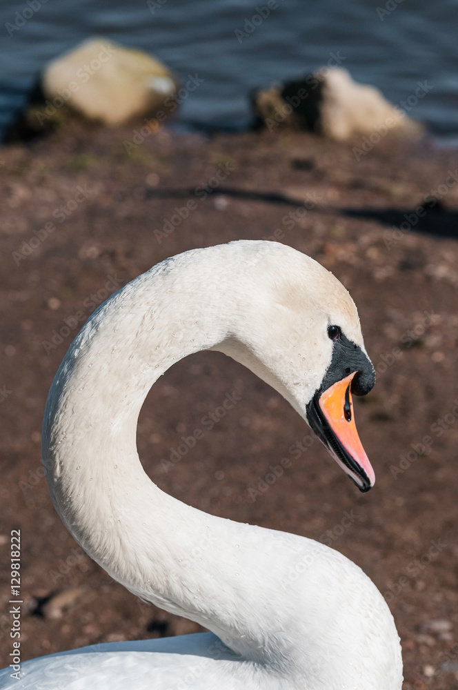 Swan head portrait closeup detail at the park morning light Swan head portrait closeup detail at the park morning light