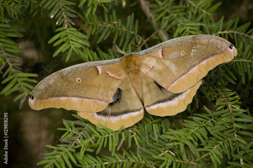Cecropia Moth Macro