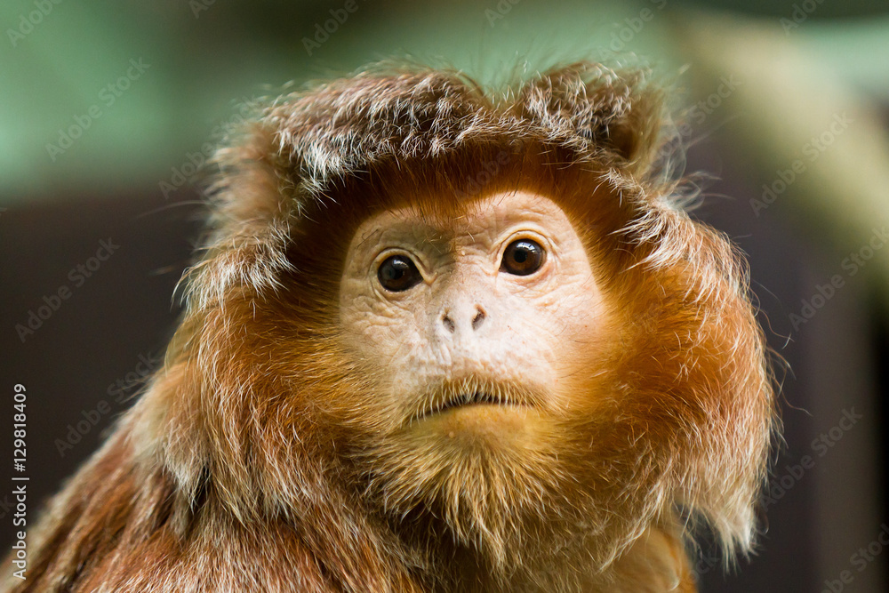 Fototapeta premium Lutung