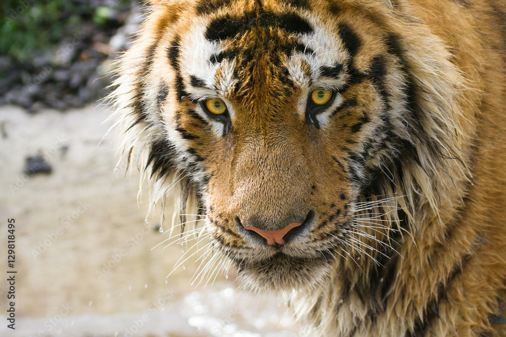 Obraz premium Tiger head
