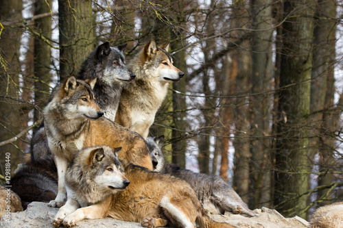 Wolf pack