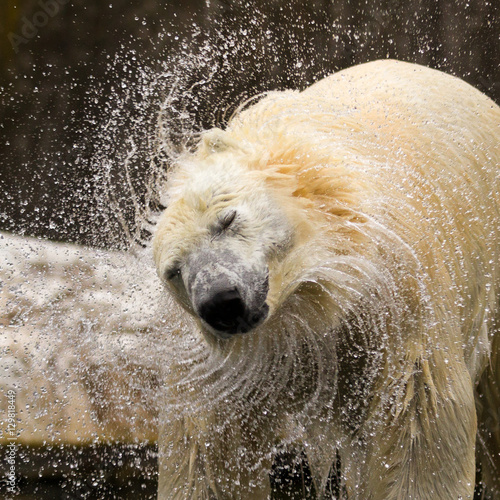 Shaking polar bear