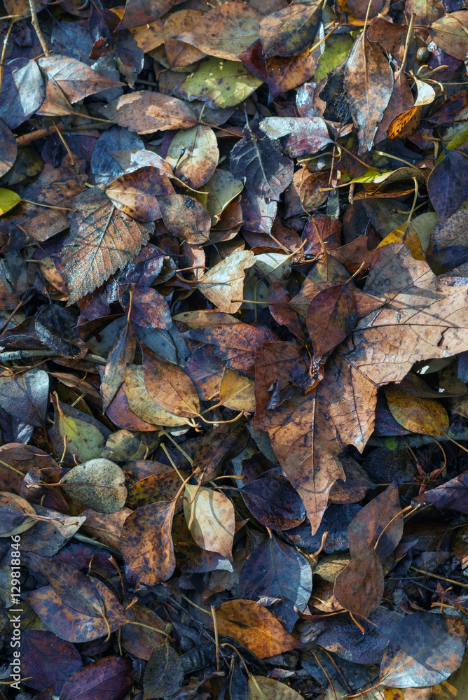 Fallen leaves background