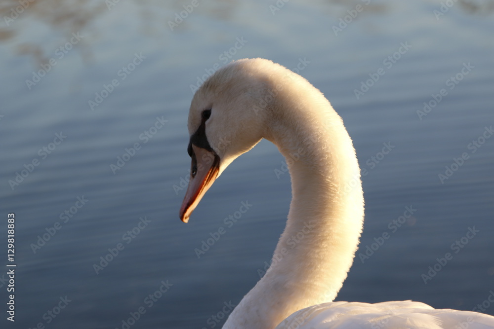 Schwan im See Schwan im See