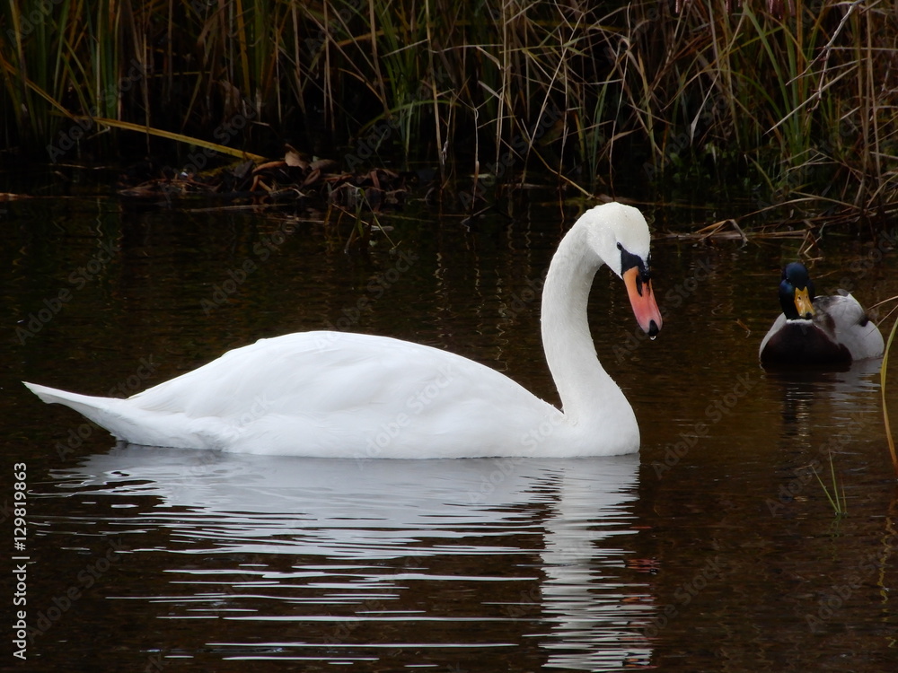 Łabędź | swan Łabędź | swan