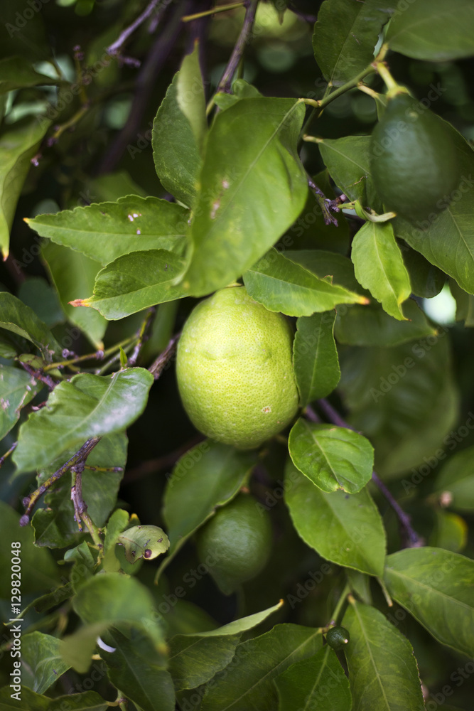 Organic lemons in Ivan Dolac village, Hvar island - Croatia Organic lemons in Ivan Dolac village, Hvar island - Croatia