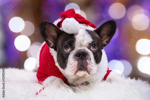Fototapeta Naklejka Na Ścianę i Meble -  French bulldog in santa helper costume for Christmas