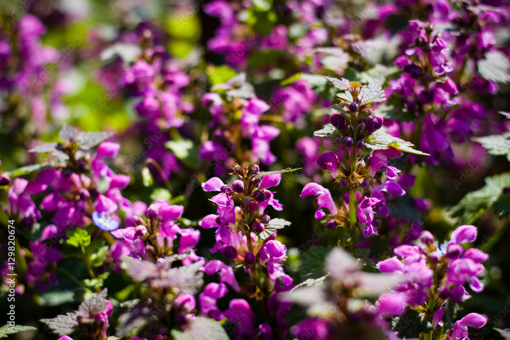 Blooming wild flowers on the meadow at spring time. Green, purple.