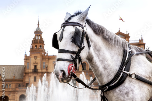Caballo de coche de caballos en Sevilla