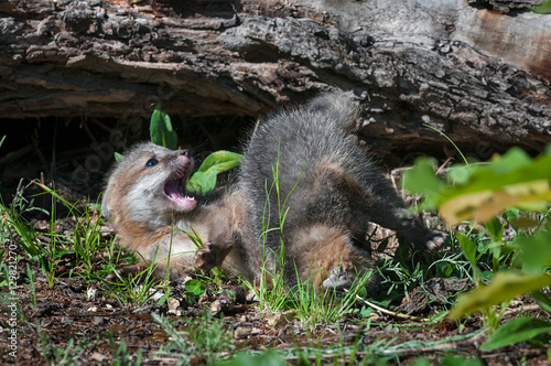 Grey Fox Kit (Urocyon cinereoargenteus) Sibling Tussle