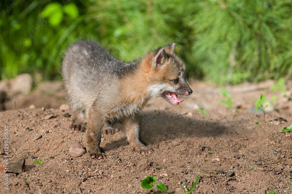 Panting Grey Fox Kit (Urocyon cinereoargenteus) Panting Grey Fox Kit (Urocyon cinereoargenteus)
