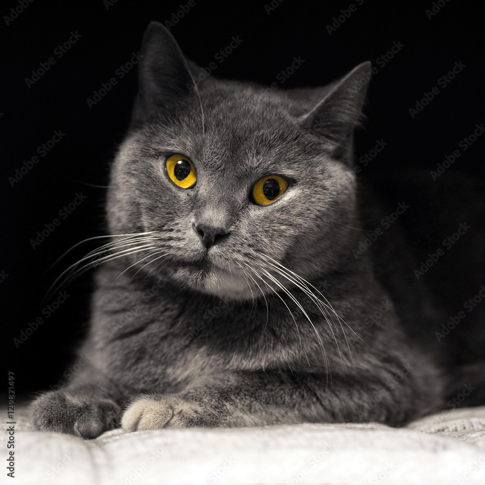 Beautiful cat with a mysterious smile and yellow eyes. The cats look at me. British purebred cat. Gentle home Pets. Animals cat in the house.