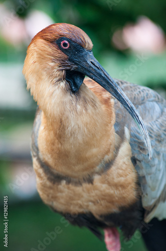 black face ibis photo