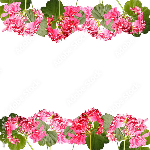 Fototapeta Naklejka Na Ścianę i Meble -  Beautiful floral pattern of pink pelargoniums 