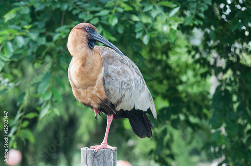 Black face ibis