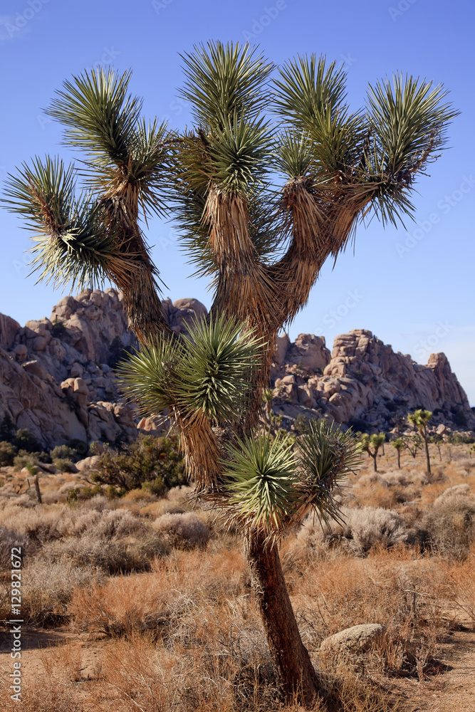 Fototapeta premium Many Branches Yucca Brevifolia Mojave Desert Joshua Tree Nation