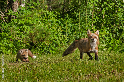 Red Fox Kit  Vulpes vulpes  Follows Mother Out of Woods