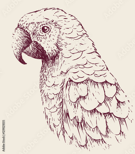 Parrot close up