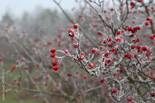 Hawthorn in the cold