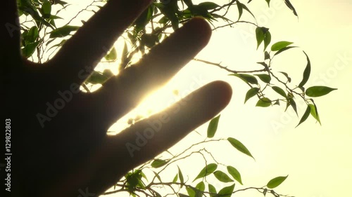 Sun's Rays Through Fingers Palm